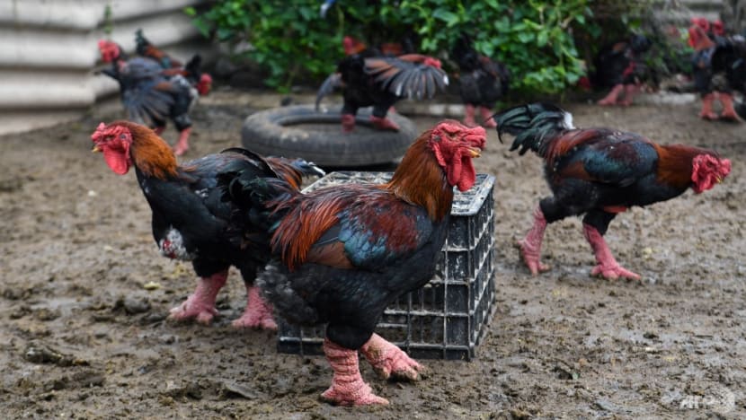 Giant legs of Vietnam's 'dragon chicken' a Lunar New Year delicacy