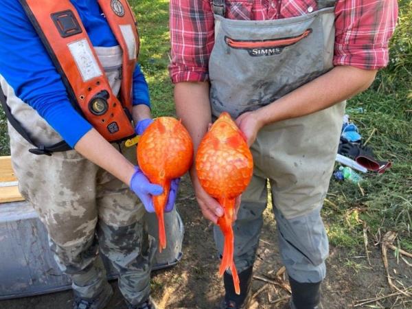 File photo of the invasive species shared on social media in 2021. The enormously sized goldfish were caught in Hamilton Harbour, Lake Ontario.