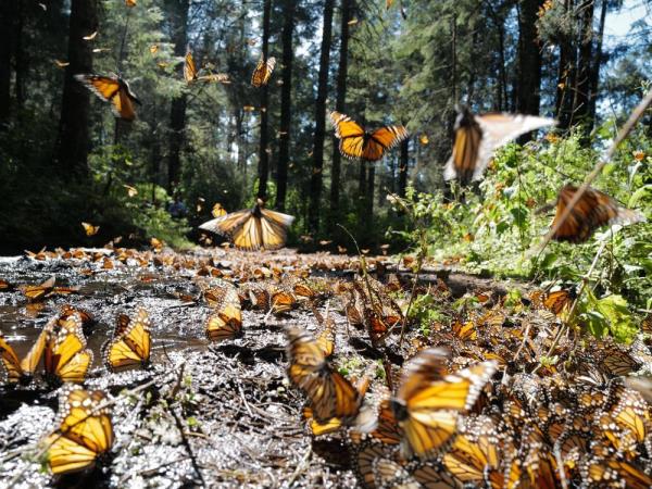 An image of mo<em></em>narch butterflies at their wintering home in Mexico.