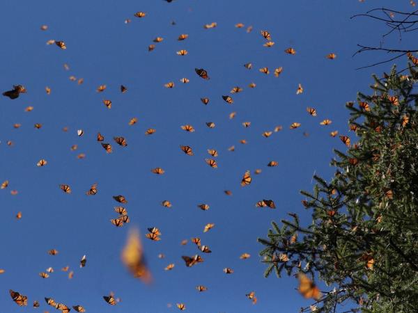 Mo<em></em>narch butterflies fly at the Sierra Chincua butterfly sanctuary in Angangeo, Michoacan state, Mexico. December 3, 2022.