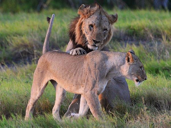 Wild lions are pictured in Amboseli natio<em></em>nal park, Kenya on March 13, 2013.