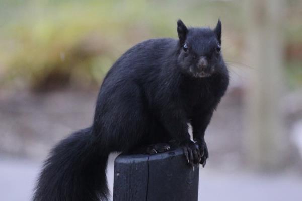 black squirrel