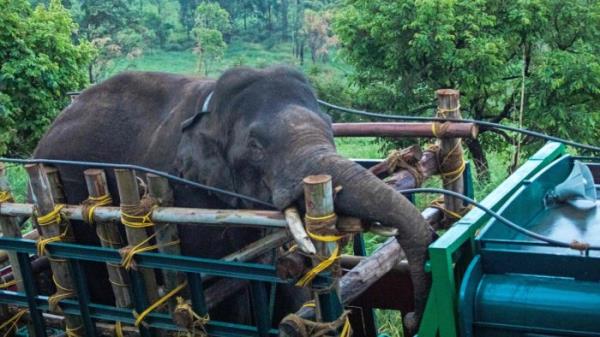 喀拉拉邦:Tusker“Arikomban”正向原始栖息地进发