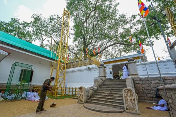 Sri Lanka holy tree