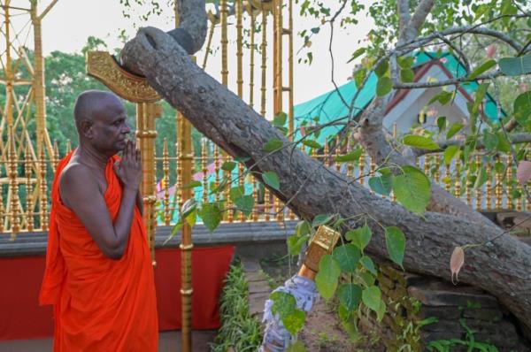 Sri Lanka holy tree