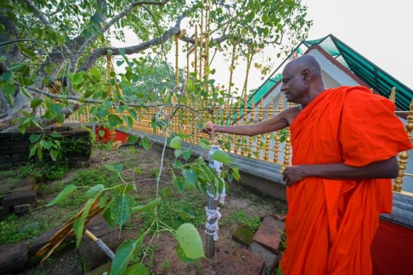 Sri Lanka holy tree