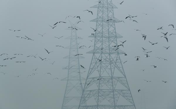 FILE PHOTO: Birds fly next to electricity pylons on a smoggy afternoon in the old quarters of Delhi