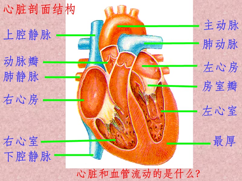 增强心血管吃什么好_强化心血管食物_增强心血管功能的食物